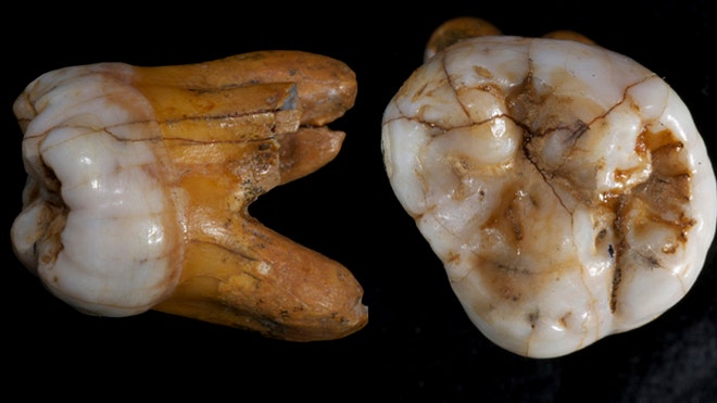 Denisovan genome sequenced a.jpg
